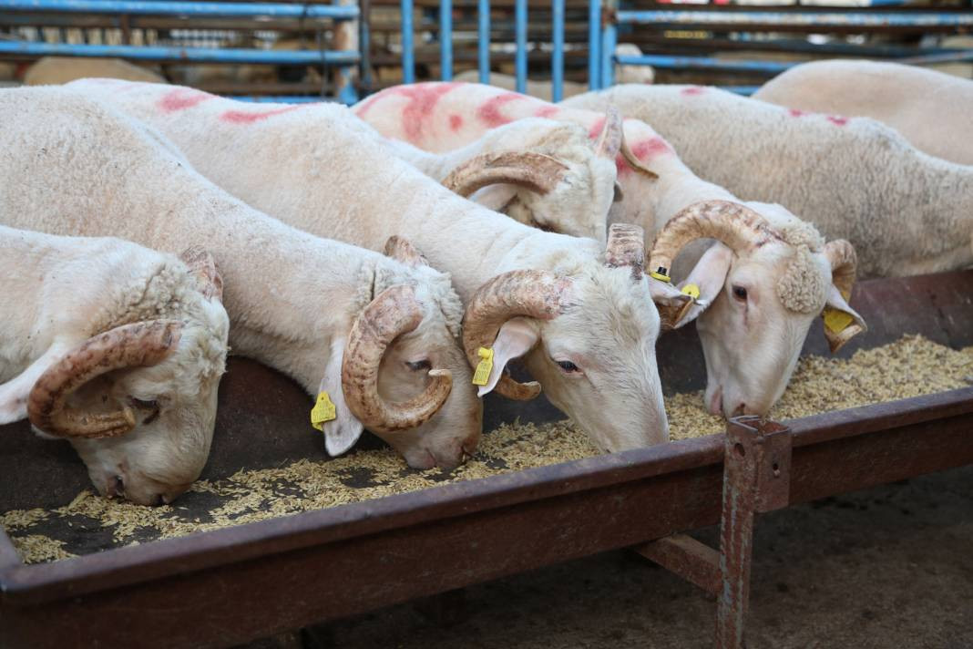 Kurban ibadetiyle ilgili doğru bilinen yanlışlar - Resim: 24